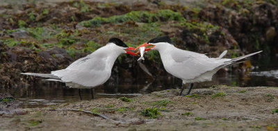 Caspian Terns, alternate adults