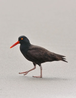 Black Oystercatcher