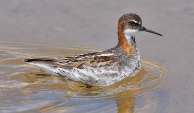 Red-necked Phalarope, alternate (#1 of 2)