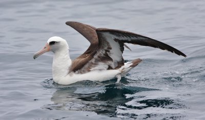 Laysan Albatross