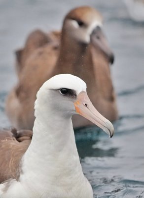 Laysan Albatross with Black-footed Albatross