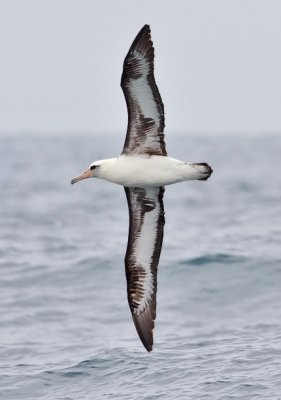 Laysan Albatross