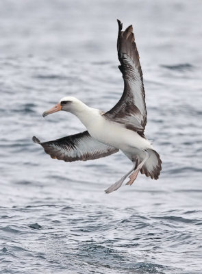 Laysan Albatross