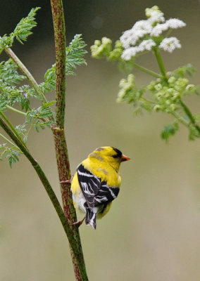 American Goldfinch, prealternate male