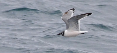 Franklin's Gull, prealternate (#2 of 2)