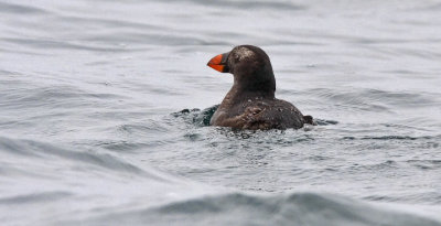 Tufted Puffin, juvenile