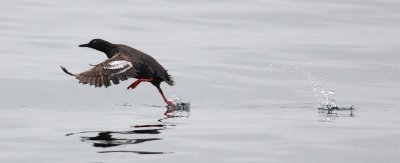 Pigeon Guillemot, alternate