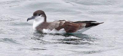 Buller's Shearwater