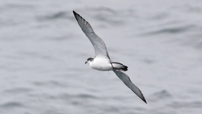 Buller's Shearwater