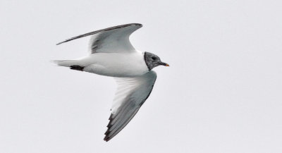 Sabine's Gull, prebasic adult