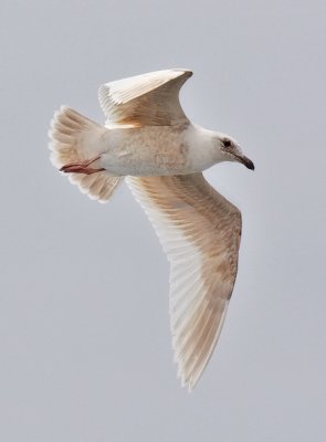 probable bleached Glaucous-winged Gull, 1st cycle (2 of 3)