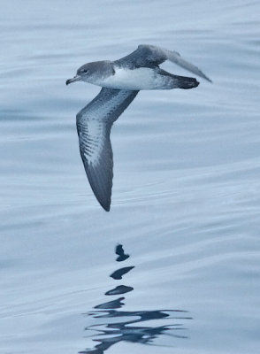 Pink-footed Shearwater