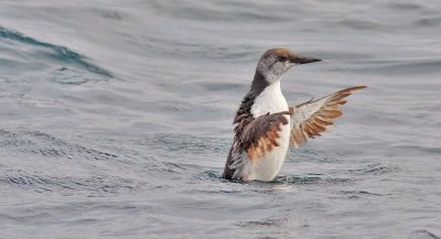 Common Murre, prebasic