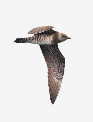 Long-tailed Jaeger, imm.
