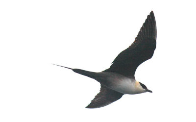 Long-tailed Jaeger, adult