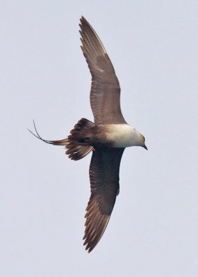 Long-tailed Jaeger, Adult.