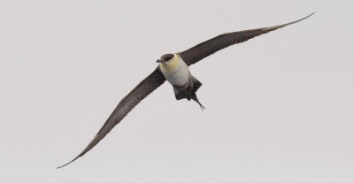 Long-tailed Jaeger, Adult.