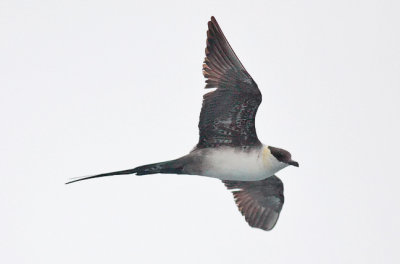 Long-tailed Jaeger, imm.
