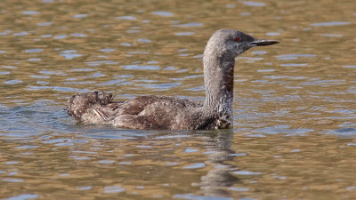 Red-throated Loon, prebasic (#1 of 2)