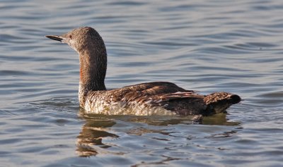 Red-throated Loon, prebasic (#2 of 2)