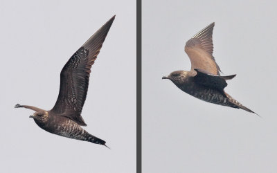 Long-tailed Jaeger, dark morph, imm. (#2 & 3 of 3)