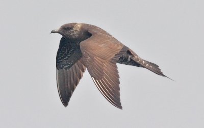 Long-tailed Jaeger, dark morph, imm. (#1 of 3)