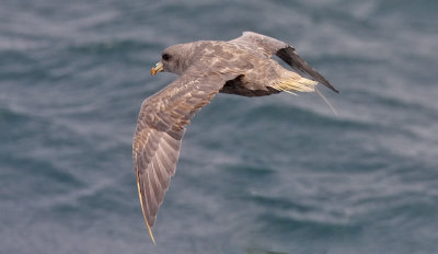 Northern Fulmar, grey morph