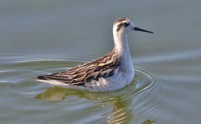 Red-necked Phalarope, juv.