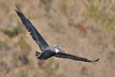 Brown Pelican, adult