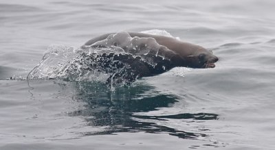 California Sea Lion, female