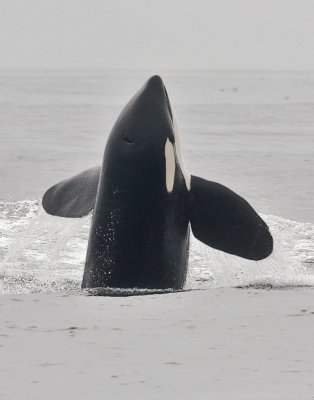 Orca