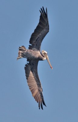 Brown Pelican, adult