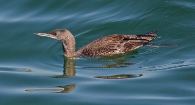 Red-throated Loon, juv.