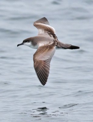 Buller's Shearwater