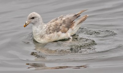 Northern Fulmar