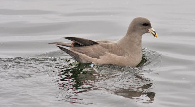 Northern Fulmar