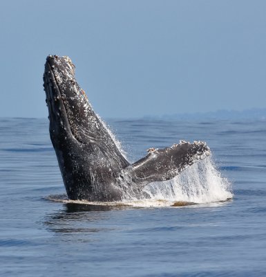 Humpback Whale