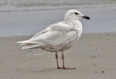 Glaucous-winged Gull, bleached 1st cycle