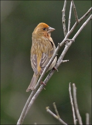 Purple Finch, unusual orange morph male