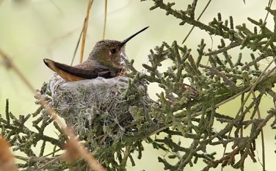 Allen's Hummingbird, adult