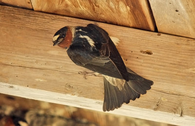 Cliff Swallow