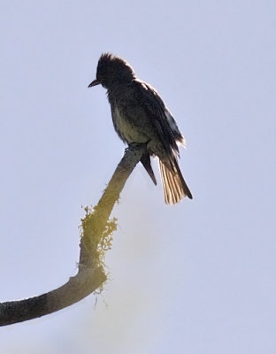 Olive-sided Flycatcher (#2 of 2)