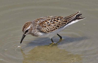 Least Sandpiper, juv.