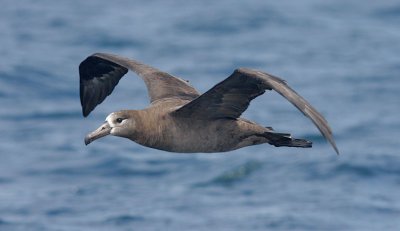 Black-footed Albatross