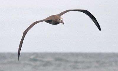 Black-footed Albatross