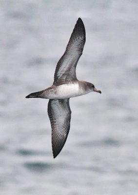 Pink-footed Shearwater