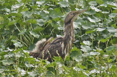 American Bittern adult with young