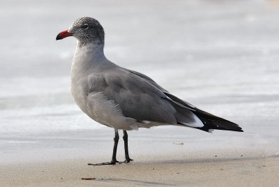 Heermann's Gull, basic adult