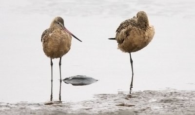 Marbled Godwits, 1st winter or prebasic