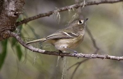 Hutton's Vireo (#2 of 2)